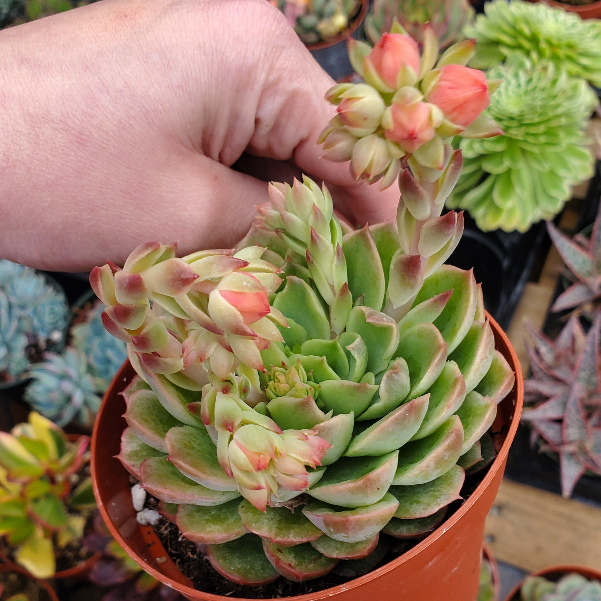 lime and chile succulent Echeveria 'Lime n' Chile'