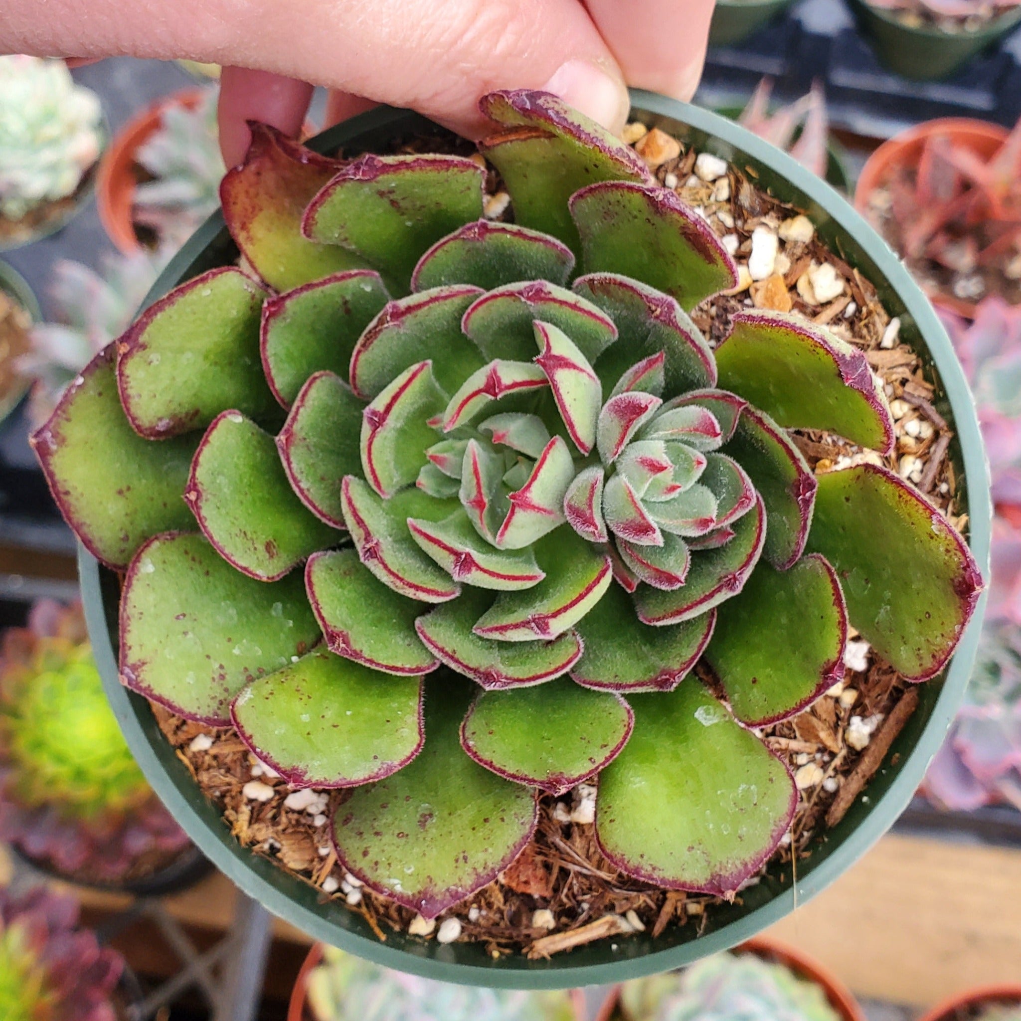 joann succulents Echeveria 'Joan Daniel'