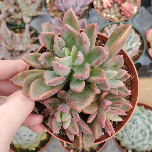 Graptoveria 'Purple Dream'