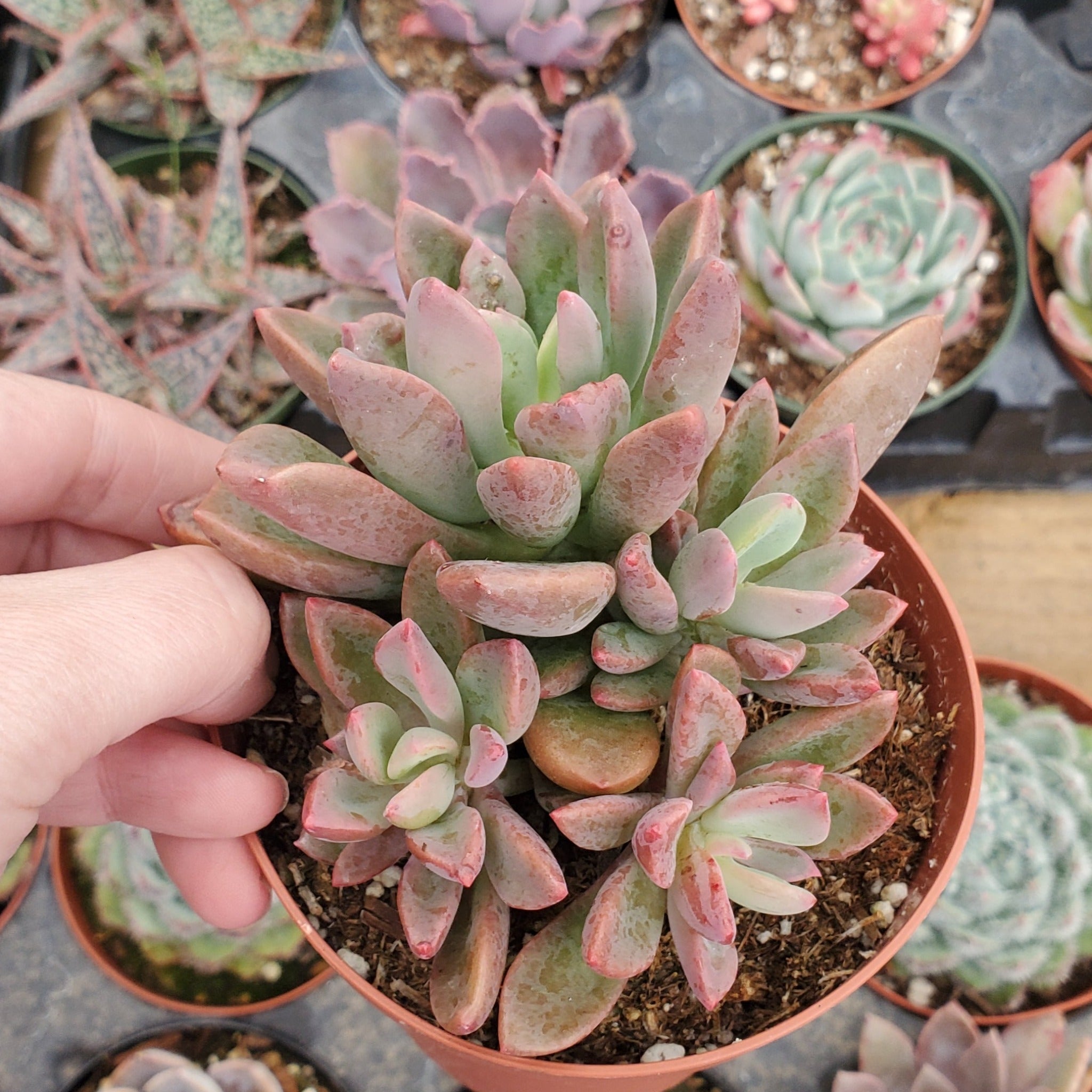 purple dream succulent Graptoveria 'Purple Dream'