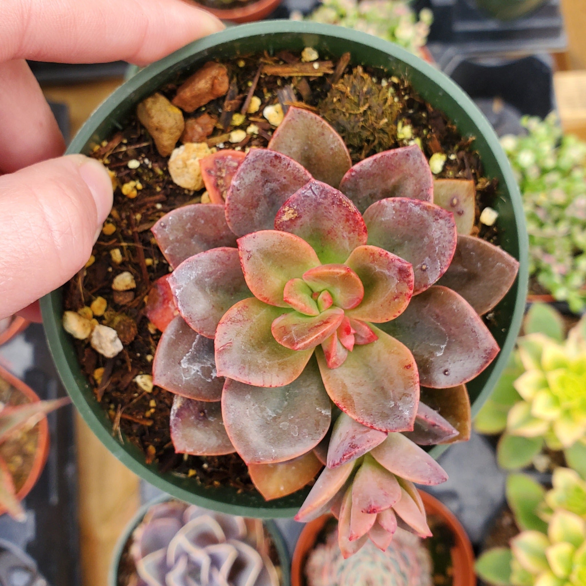 succulent chroma Echeveria 'Chroma'