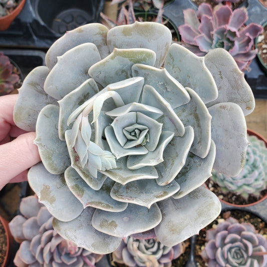 Echeveria 'Pollux'