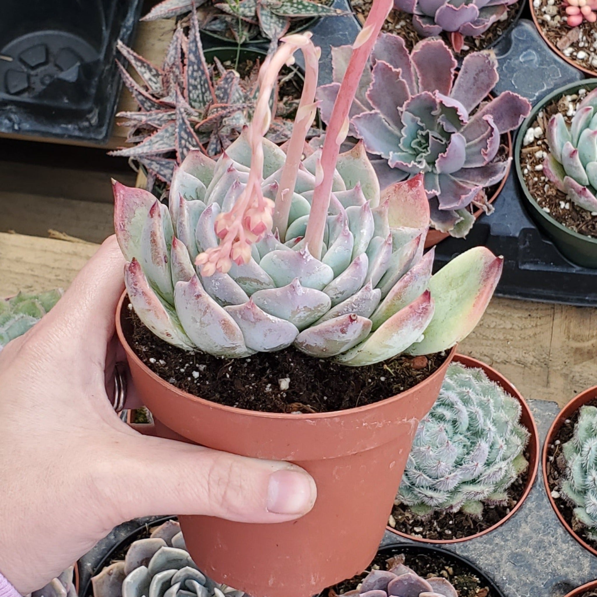 chihuahuaensis succulent Echeveria chihuahuaensis