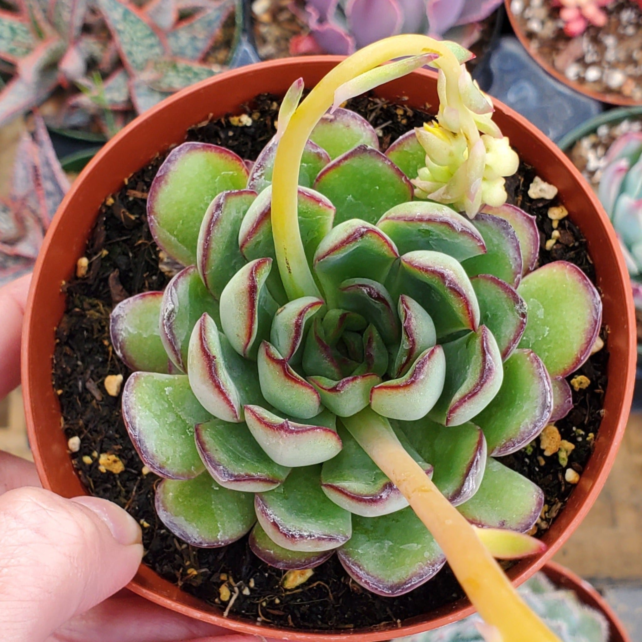 mexican succulent plant Echeveria 'Mexican Pulidonis'