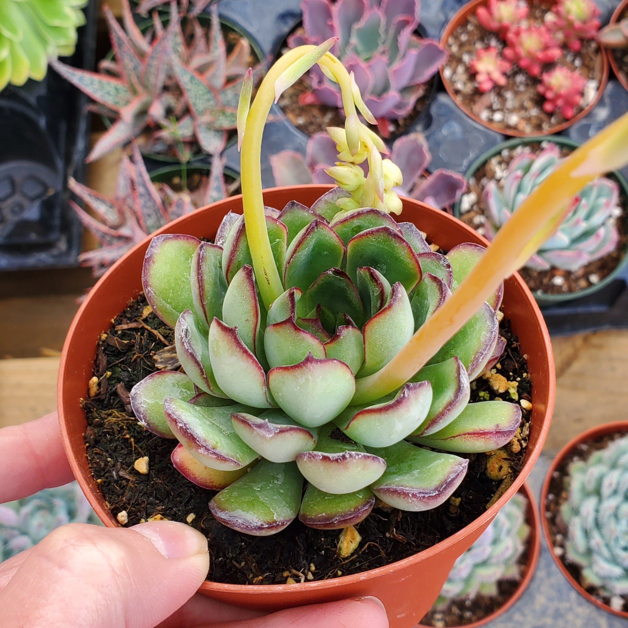 mexican succulent Echeveria 'Mexican Pulidonis'