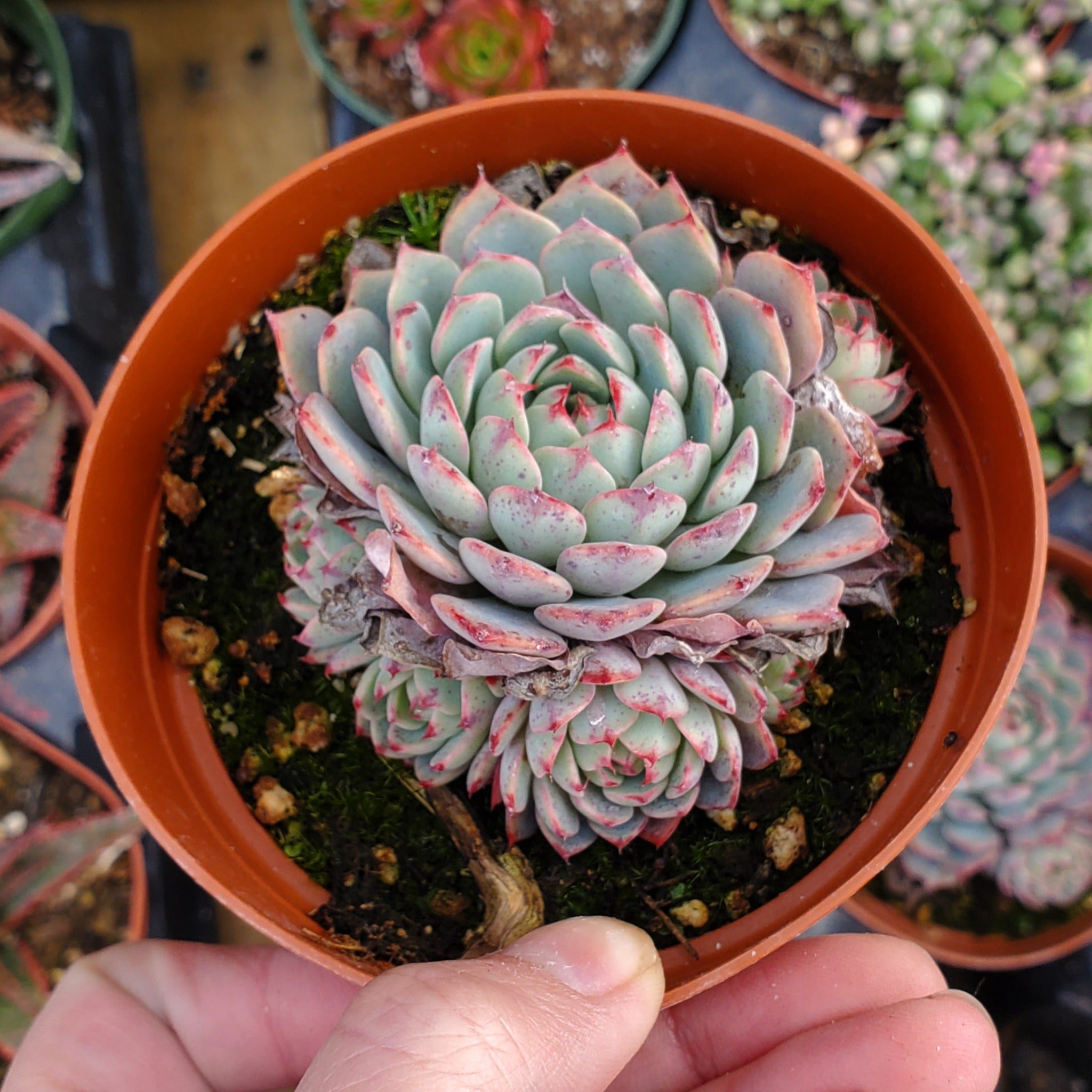 minima succulent Echeveria 'Minima'