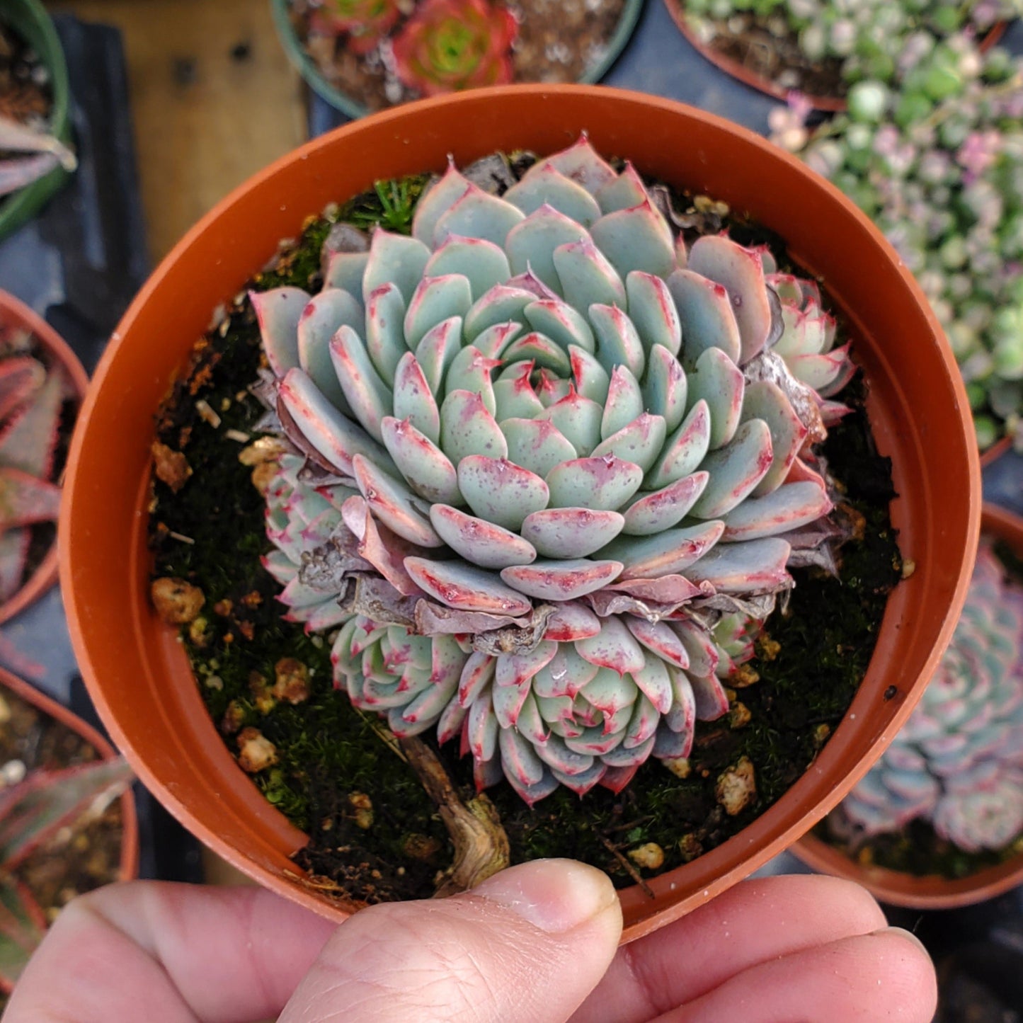 Echeveria 'Minima'