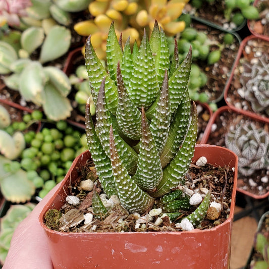 Haworthia Sp.
