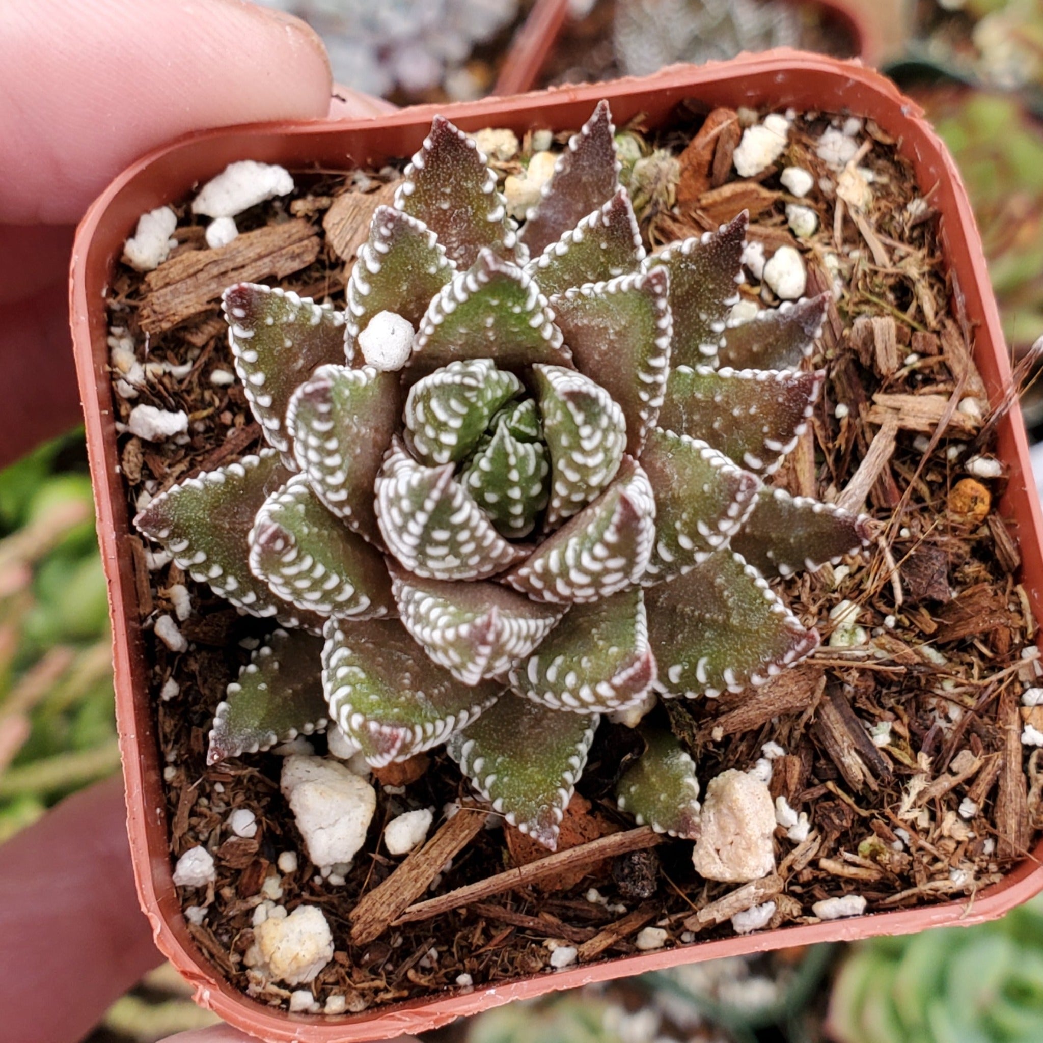 eagles claw succulent Haworthia Sp