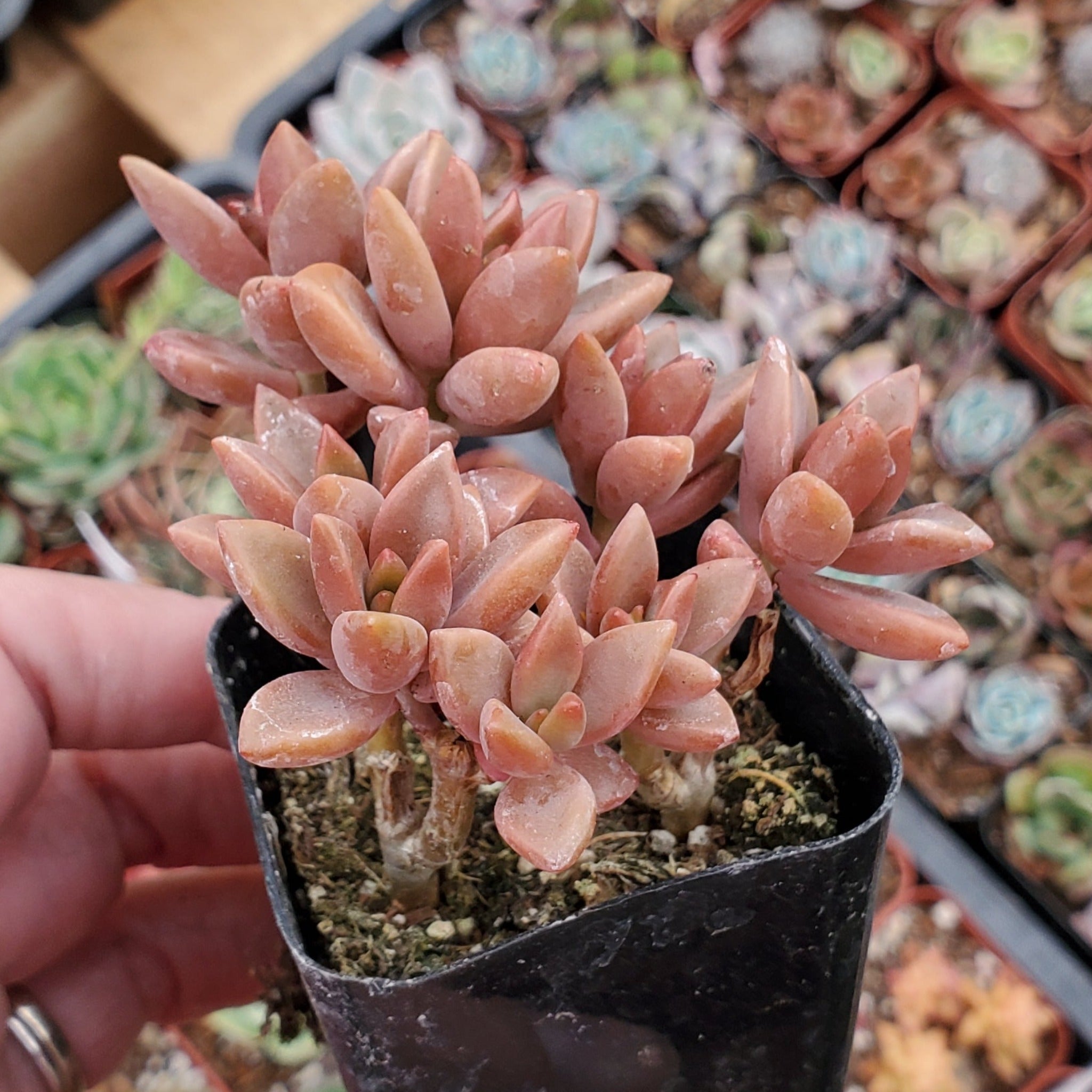 alpenglow succulent care Graptopetalum 'Apenglow'