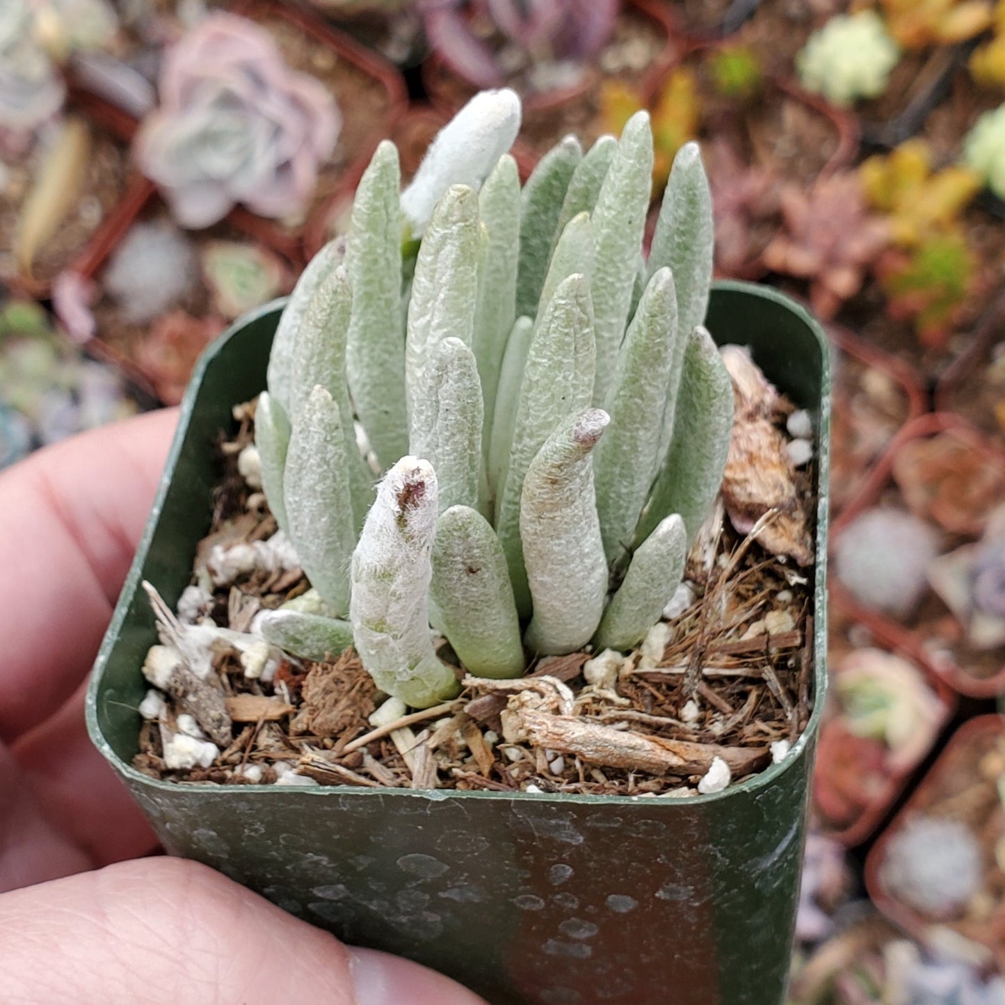 Senecio scaposus