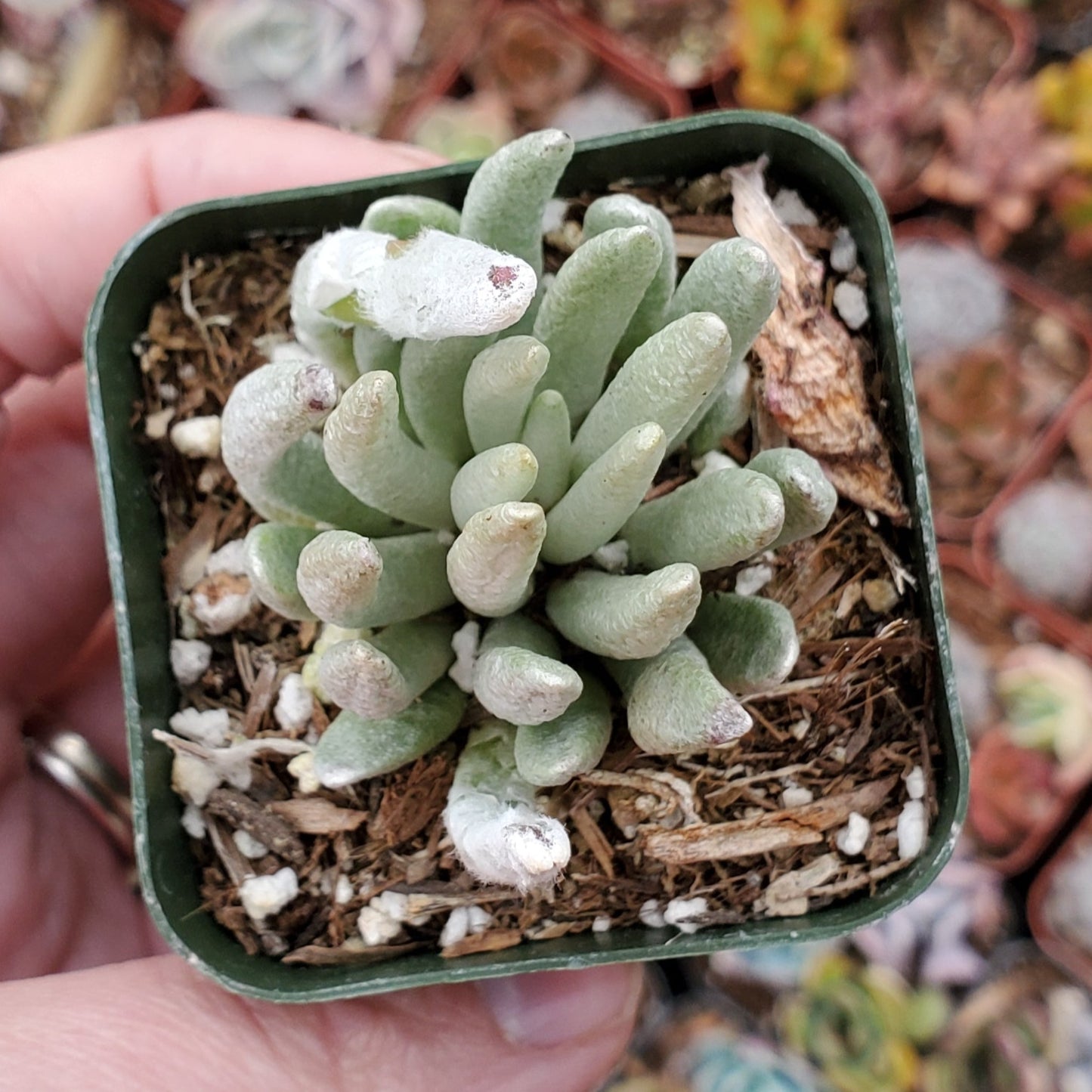 Senecio scaposus