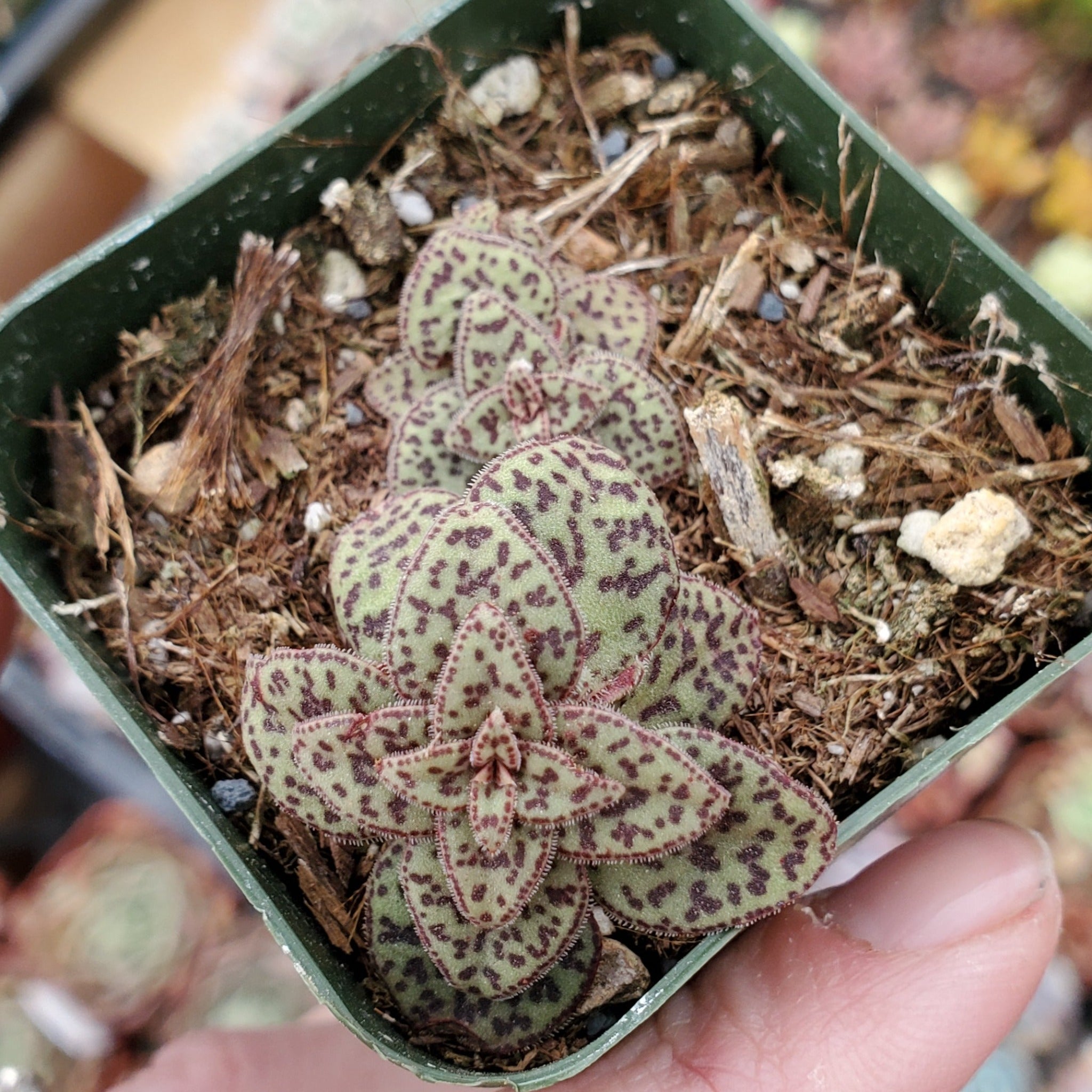 tiger jade succulent Crassula exilis ssp. cooperi 'Tiger Jade'