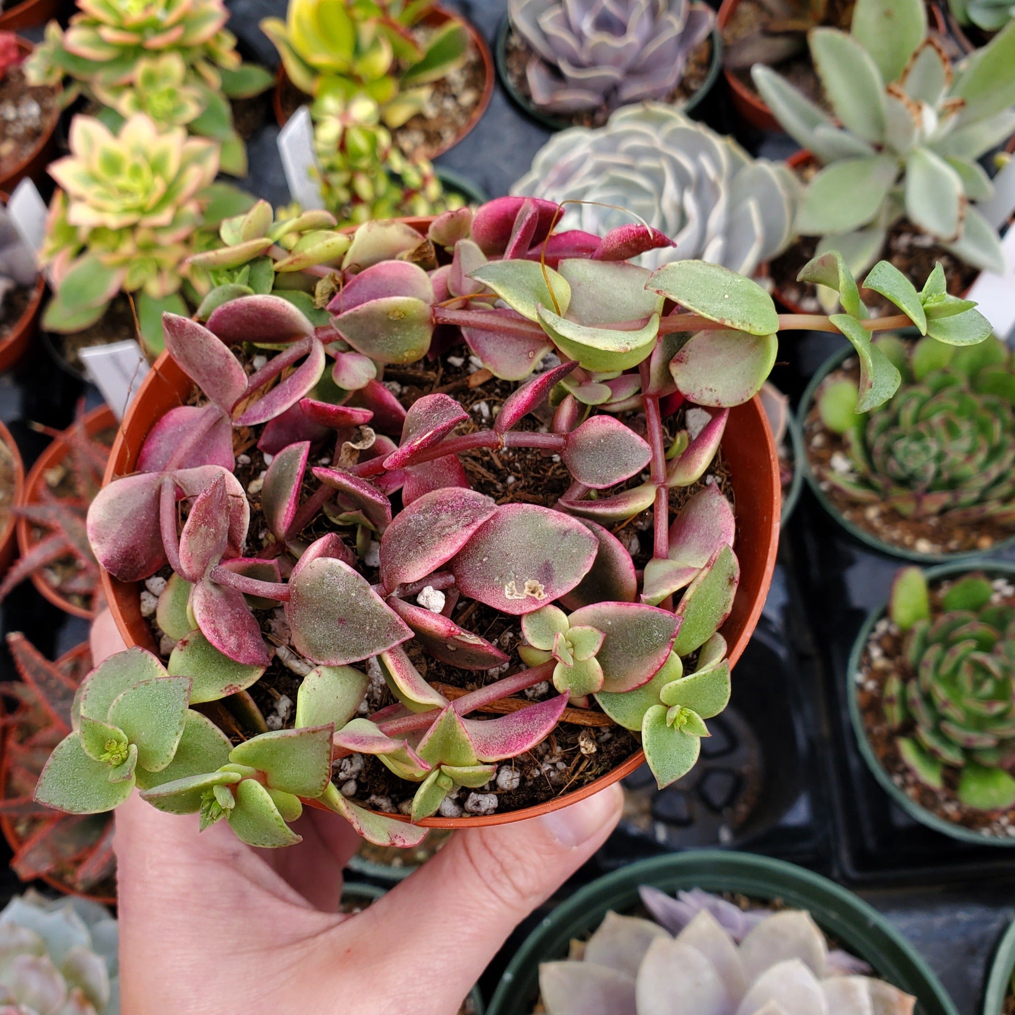 calico kitten succulent plant Crassula pellucida ssp. marginalis f. rubra 'Calico Kitten'