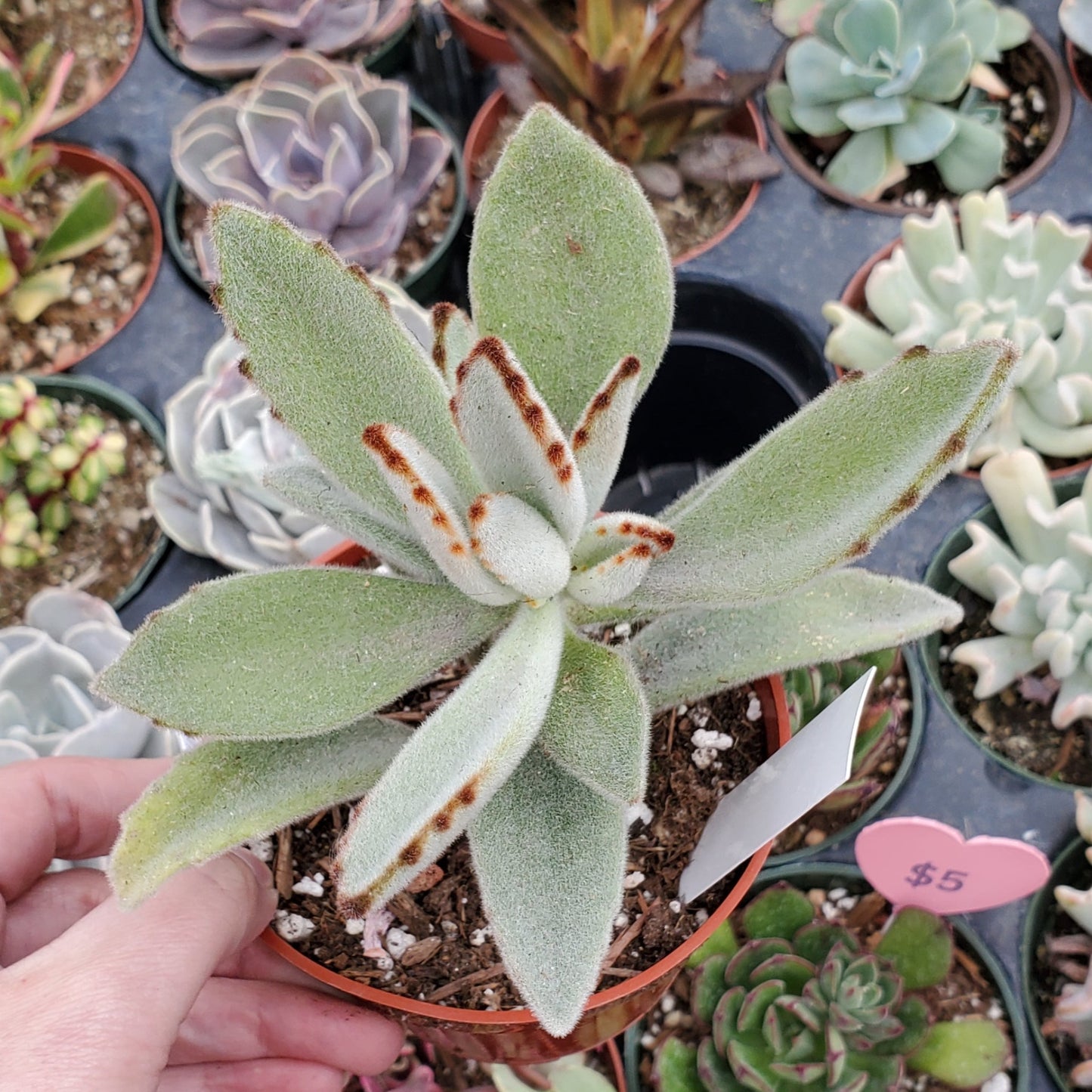 Kalanchoe tomentosa 'Panda Plant'