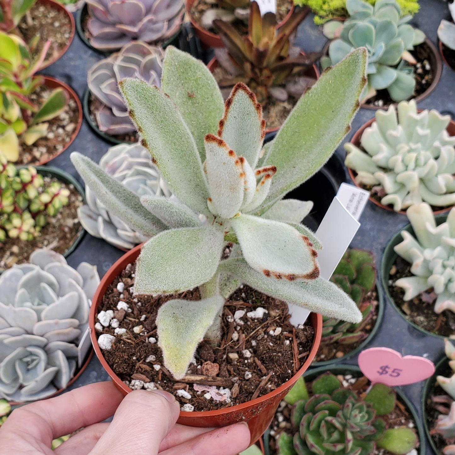 Kalanchoe tomentosa 'Panda Plant'