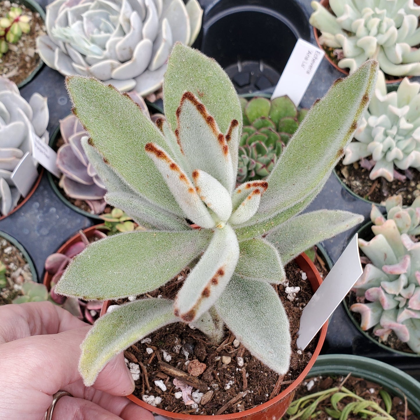 Kalanchoe tomentosa 'Panda Plant'