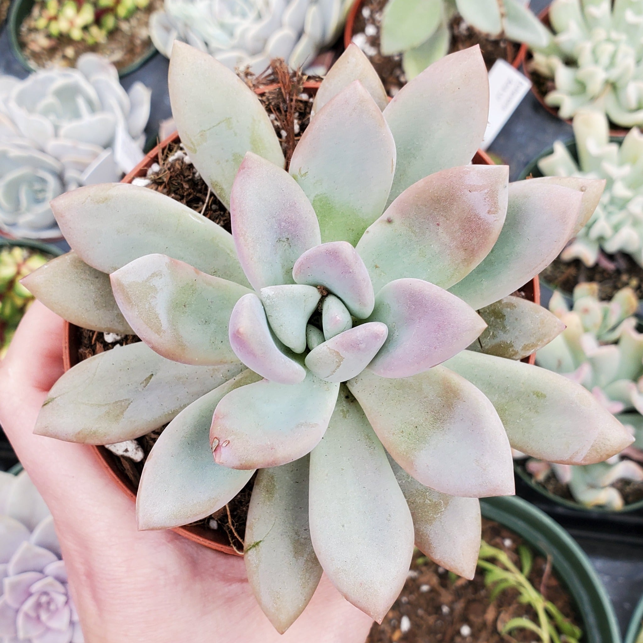 graptoveria opalina succulent Graptoveria 'Opalina'