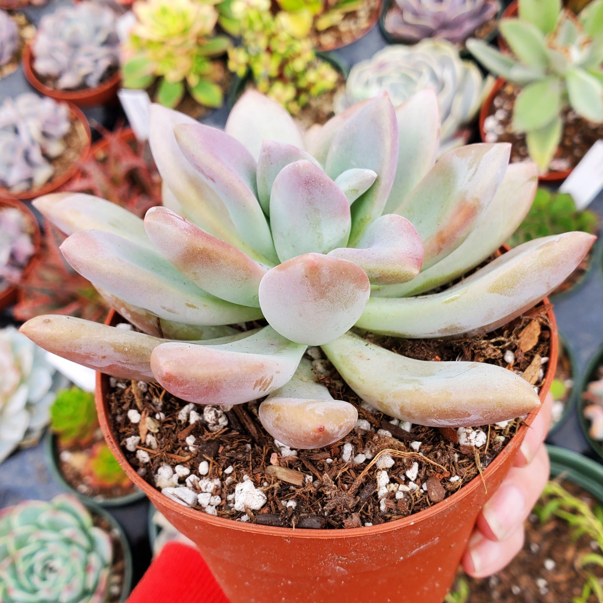 opal succulent plant Graptoveria 'Opalina'
