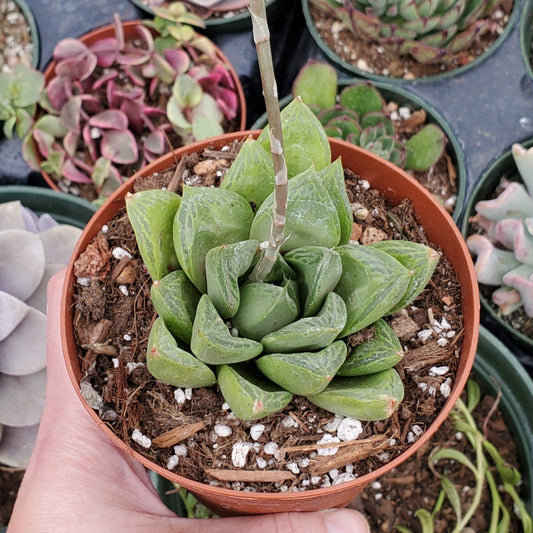 Haworthia Sp.