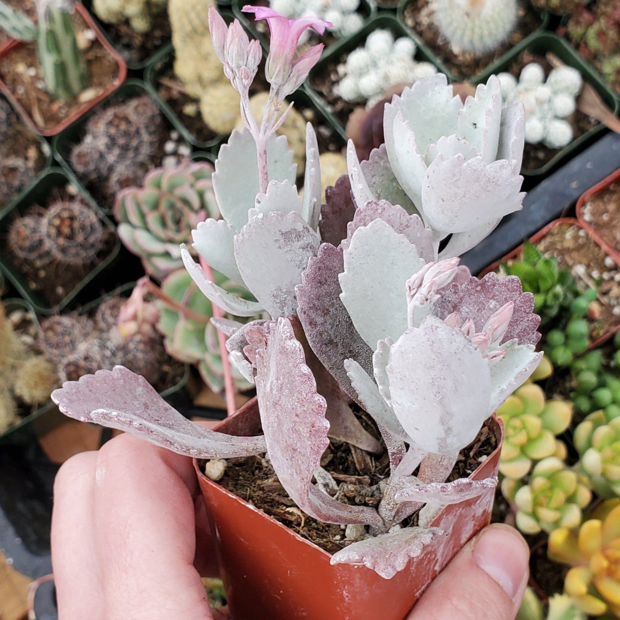 Kalanchoe pumila 'Flower Dust Plant' | Rooted in Paradise Succulent ...