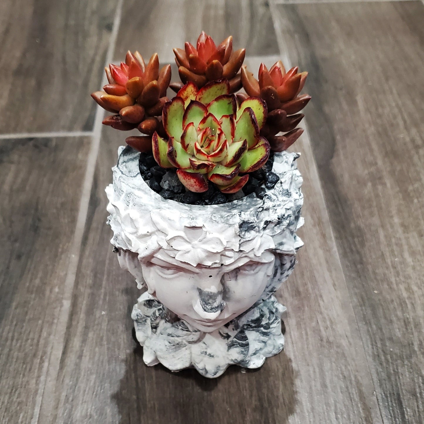 Succulent Goddess Arrangement In Black and White Marbled Planter