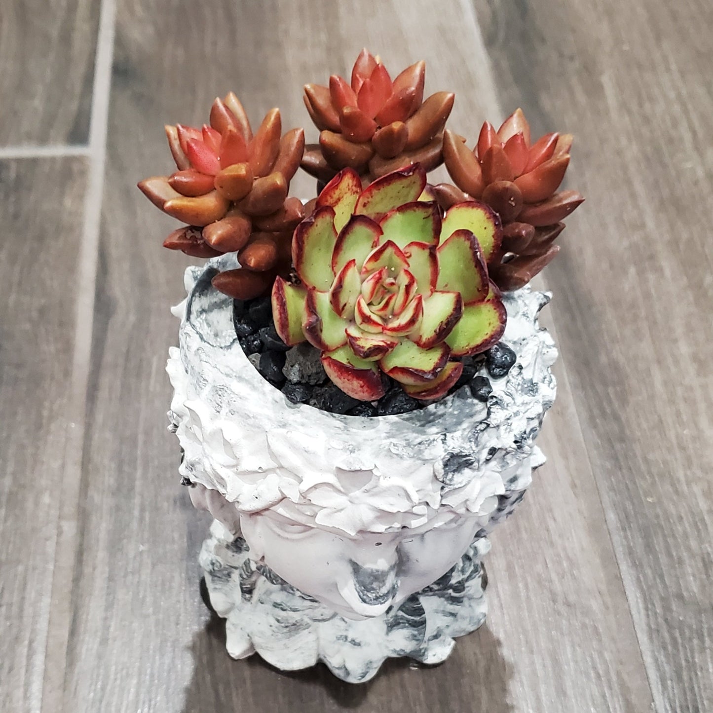 Succulent Goddess Arrangement In Black and White Marbled Planter