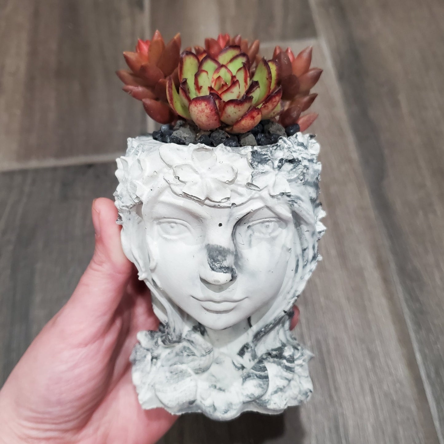 Succulent Goddess Arrangement In Black and White Marbled Planter