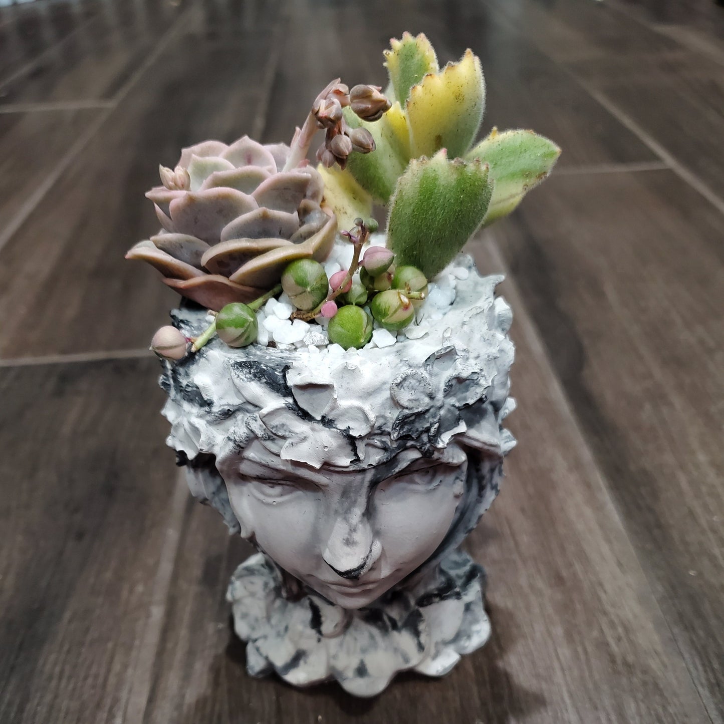 Succulent Goddess Arrangement In Black and White Marbled Planter