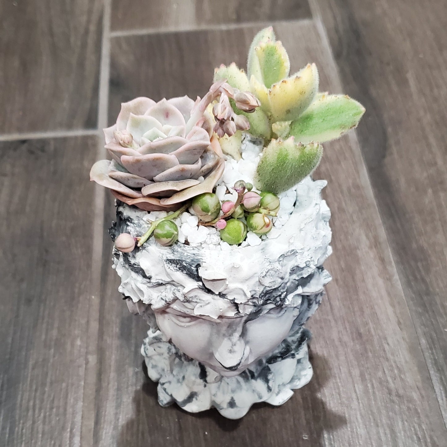 Succulent Goddess Arrangement In Black and White Marbled Planter