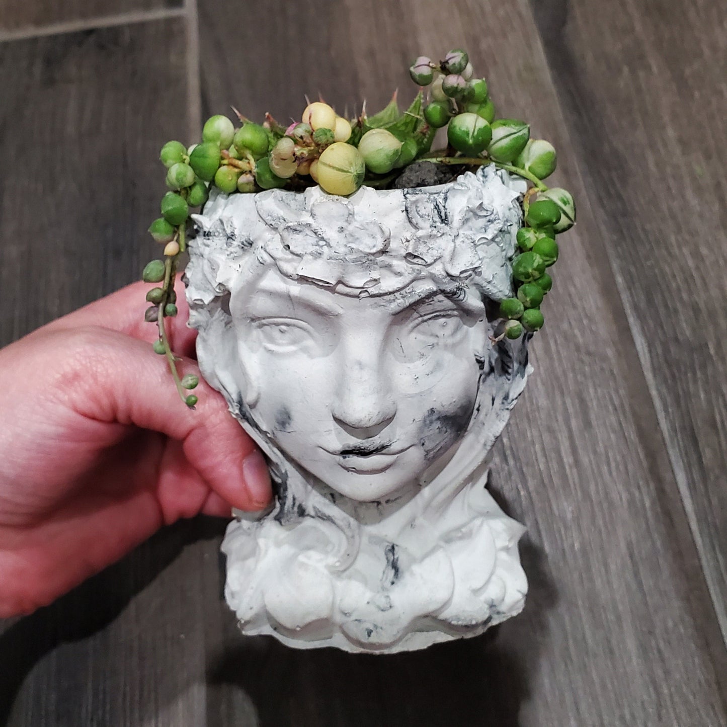 Succulent Goddess Arrangement In Black and White Marbled Planter