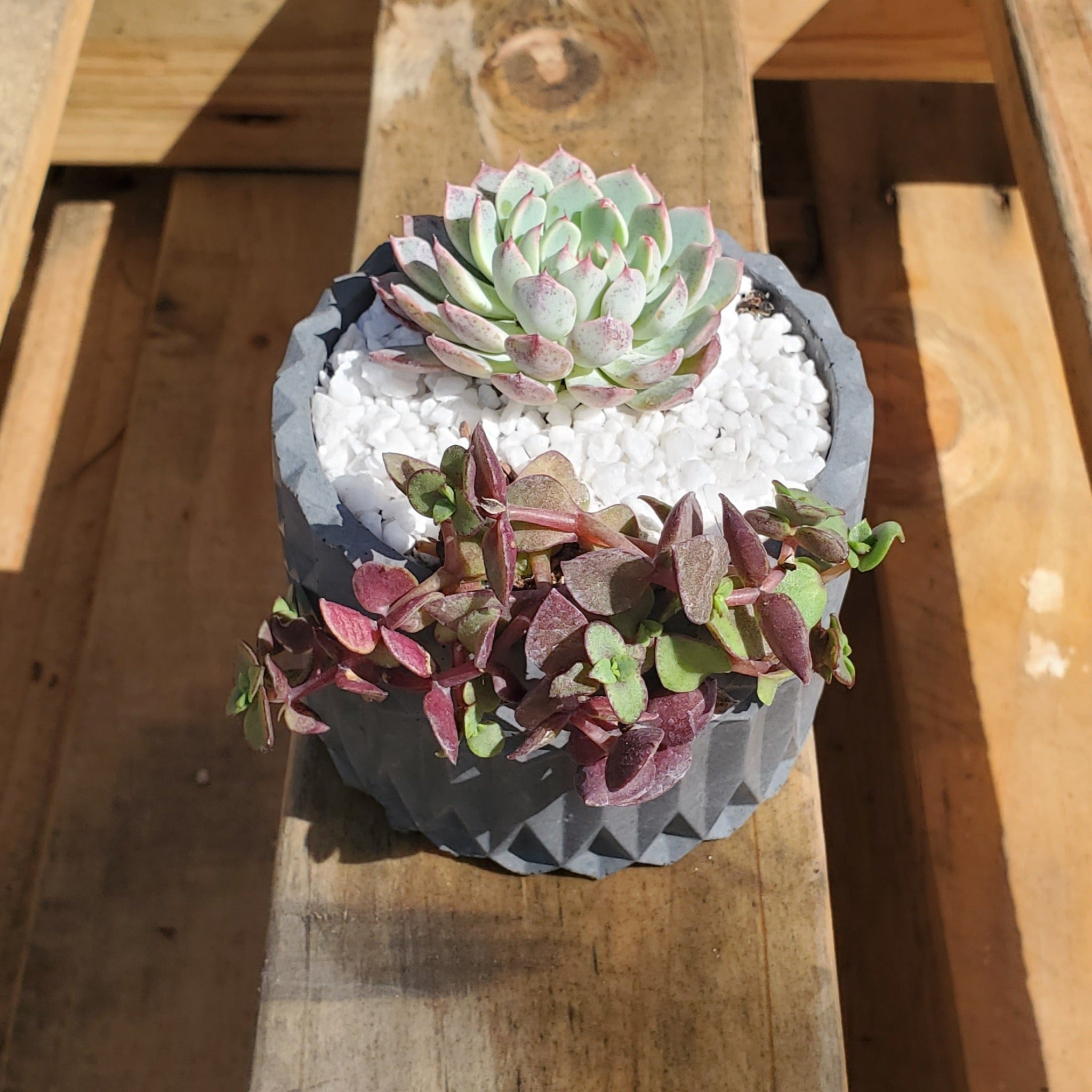 succulent mandala Mandala Planter Arrangements