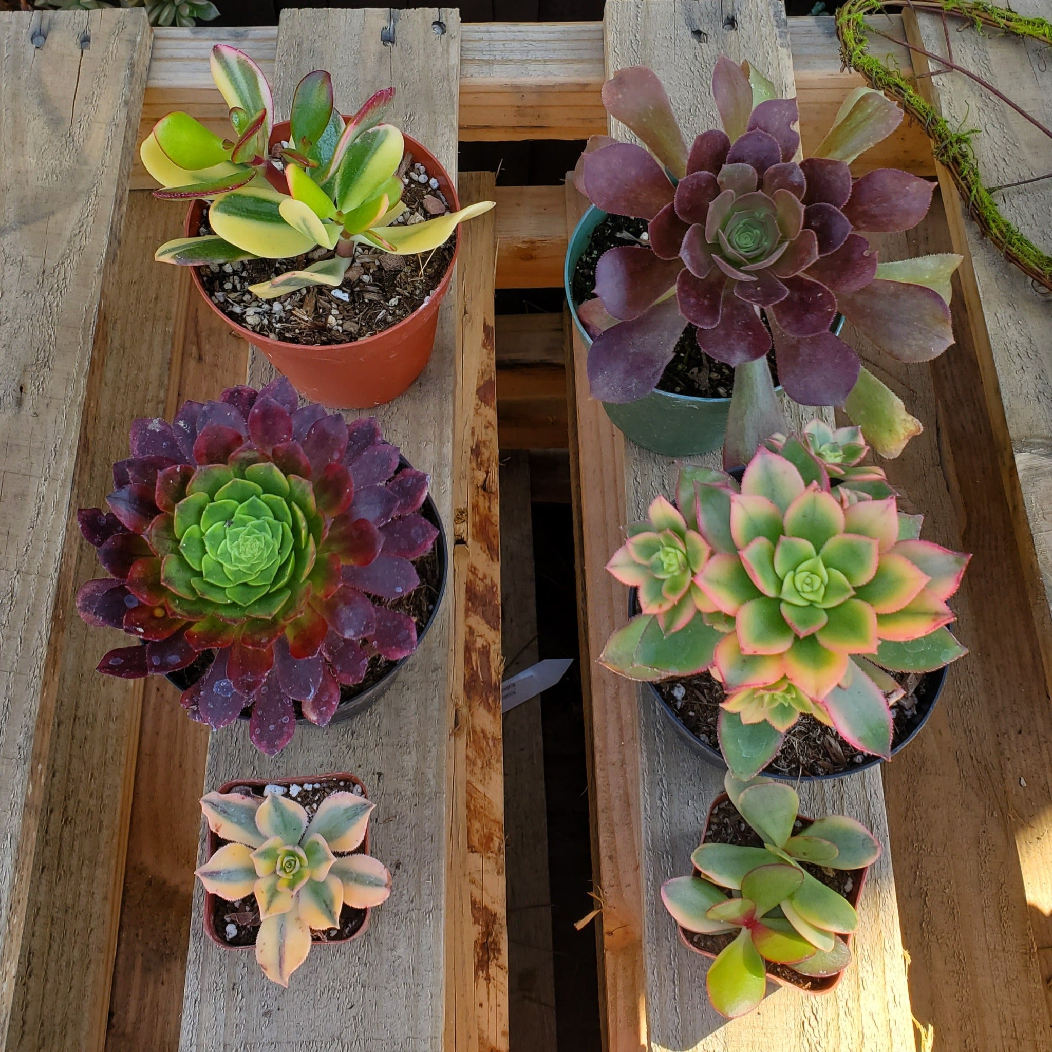 Ruby Succulent Royal Ruby Succulent Bundle | Rooted in Paradise Succulent Studio ...