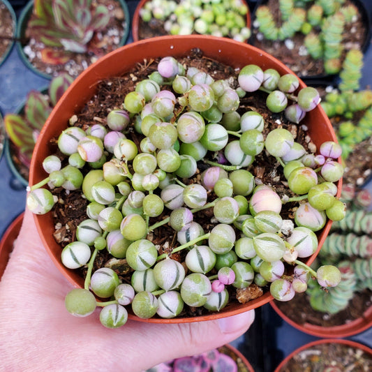 Senecio rowleyanus f. variegatus 'Variegated String of Pearls'