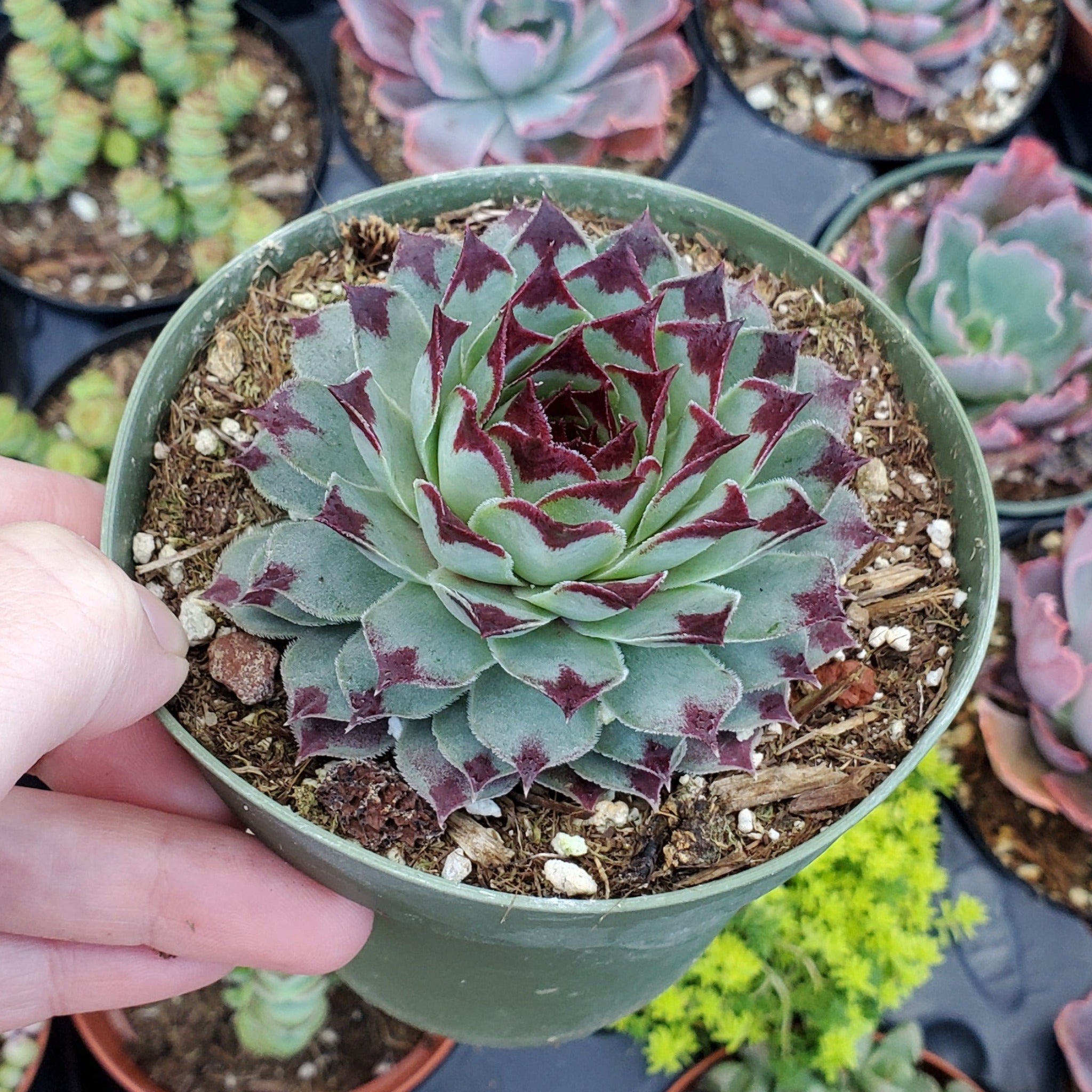 sempervivum succulent types Sempervivum calcareum