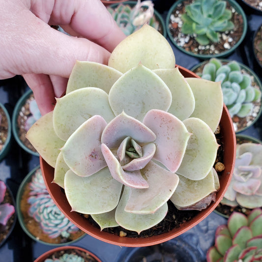 Echeveria 'Lolita'