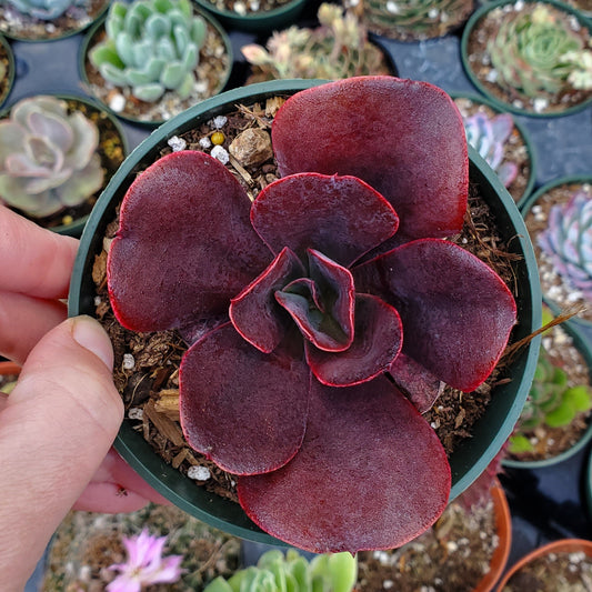 Echeveria 'Mahogany Rose'