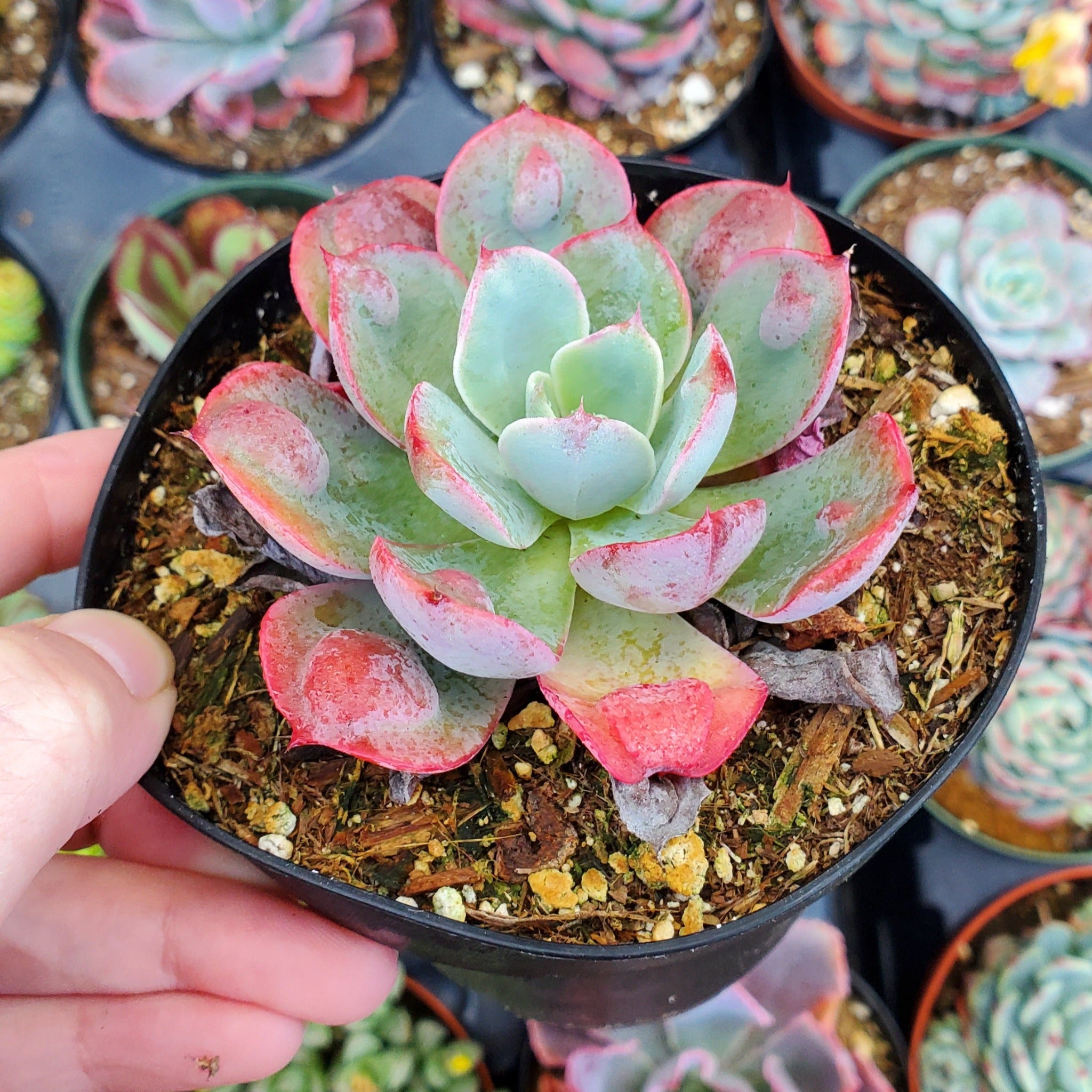 raindrops succulent plant Echeveria 'Raindrops'