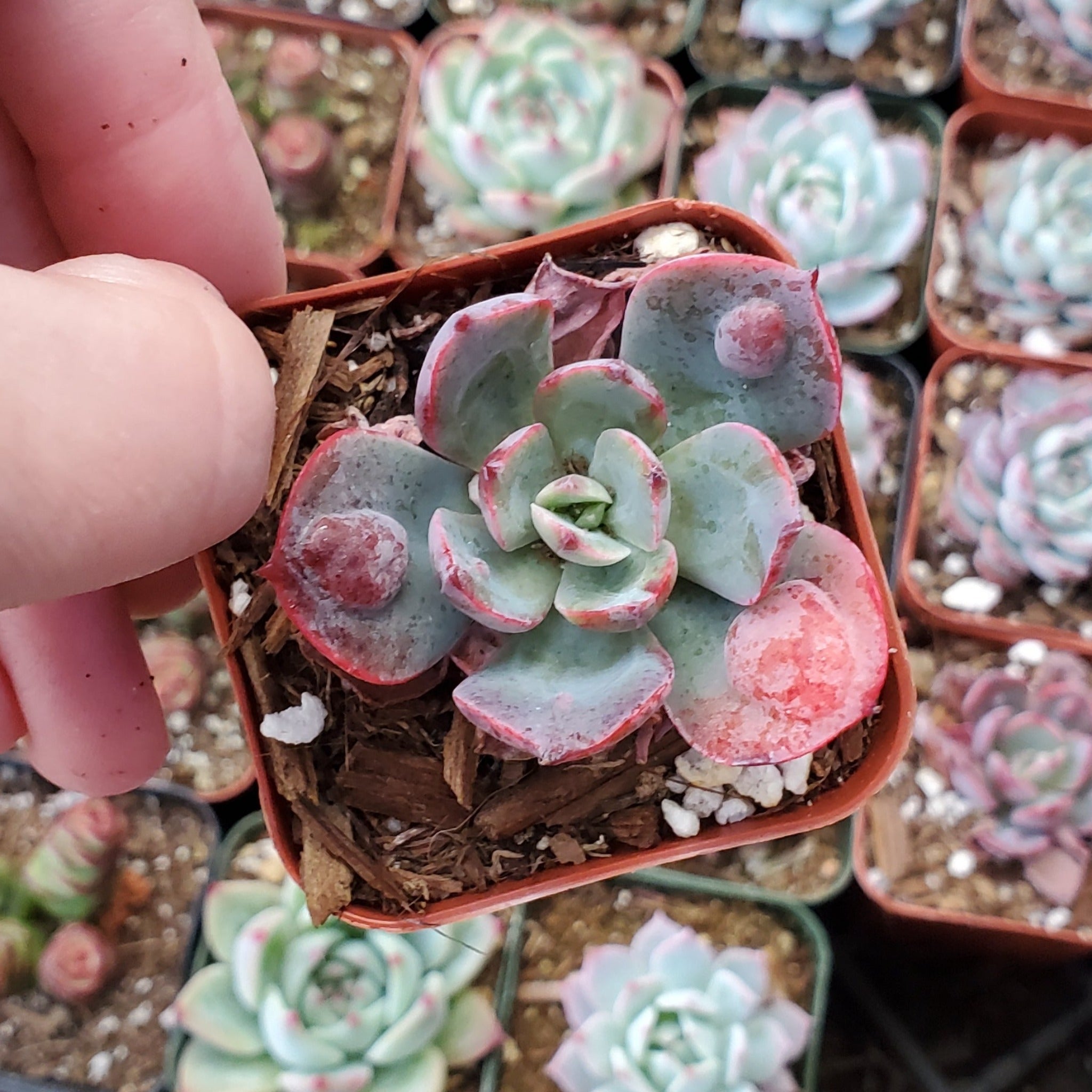 raindrop succulent Echeveria 'Raindrops'