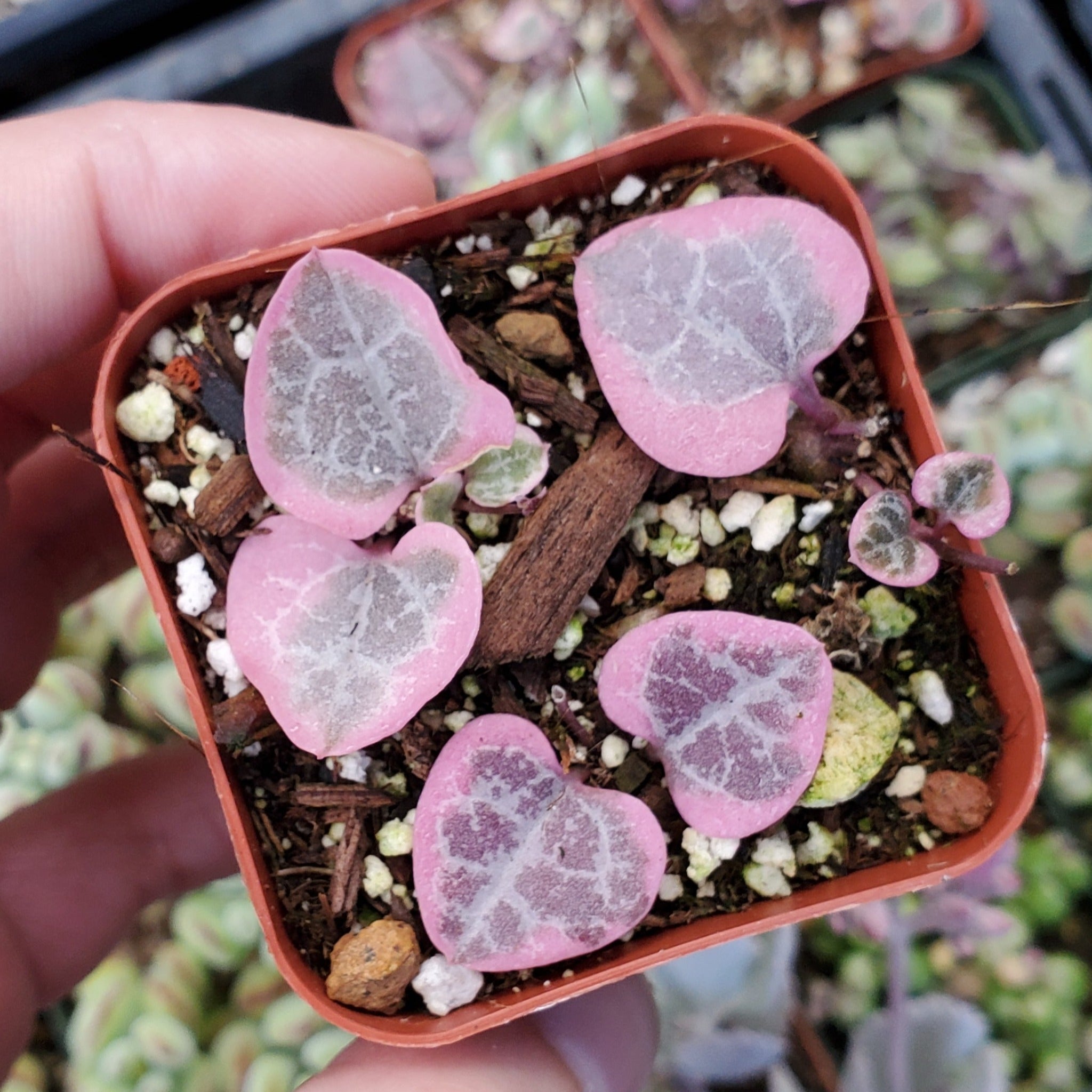 pink heart shaped succulent Ceropegia woodii f. variegata 'Variegated String of Hearts'