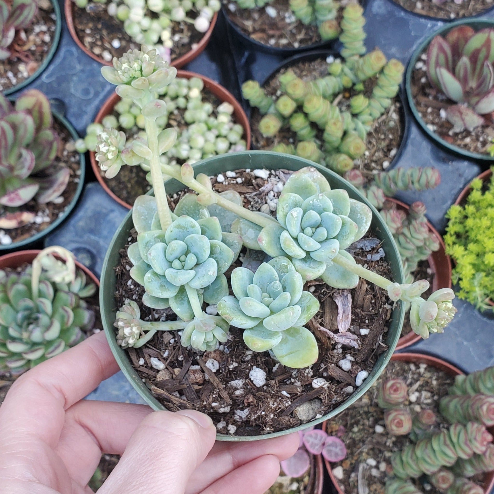 sedum clavatum succulent Sedum clavatum