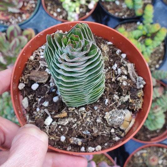 Crassula 'Buddha's Temple'