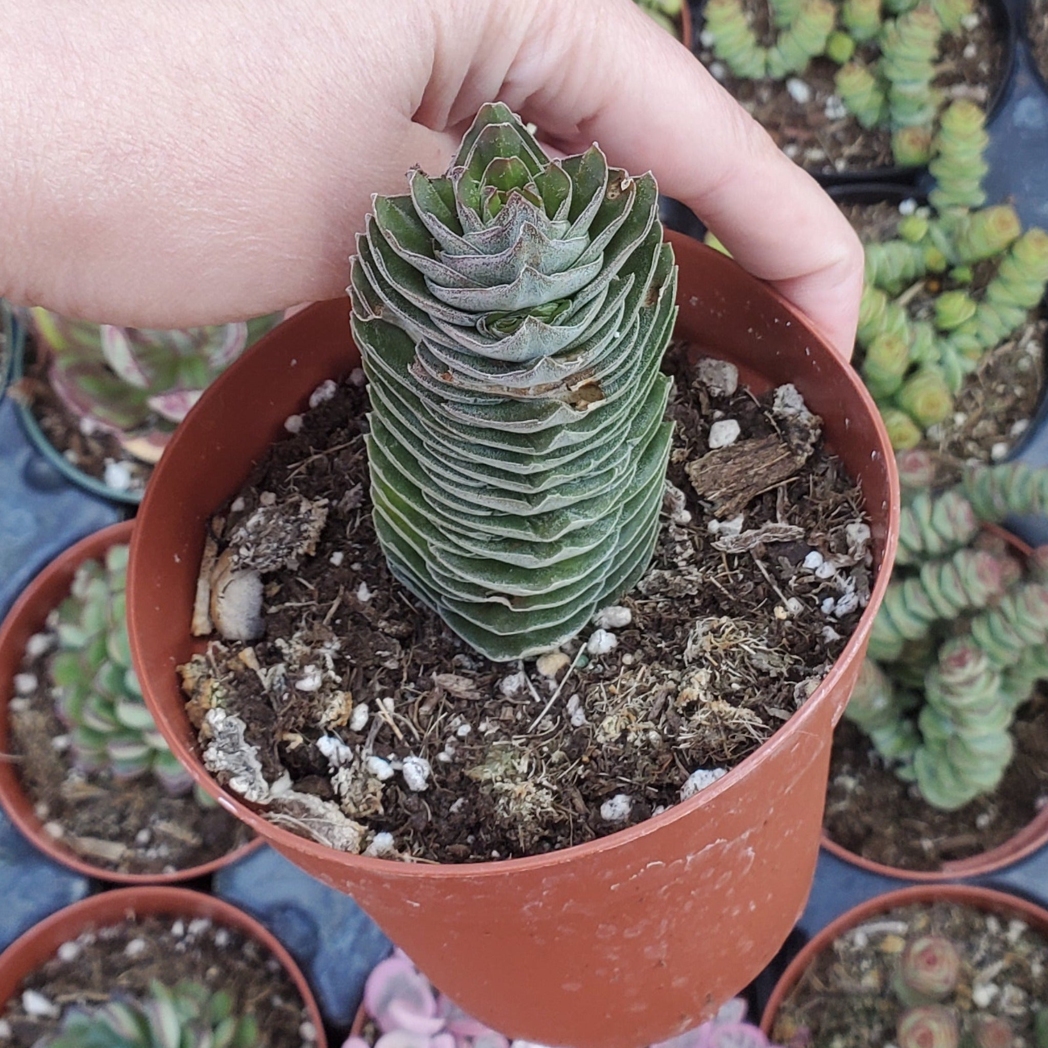 Crassula 'Buddha's Temple'