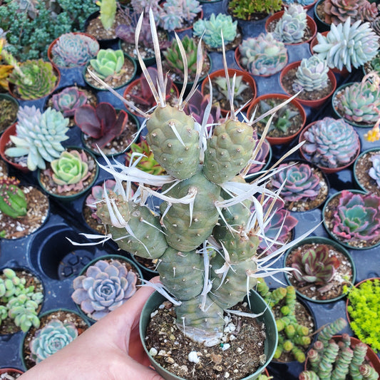 Tephrocactus articulatus var. papyracanthus 'Paper Spine Cactus'