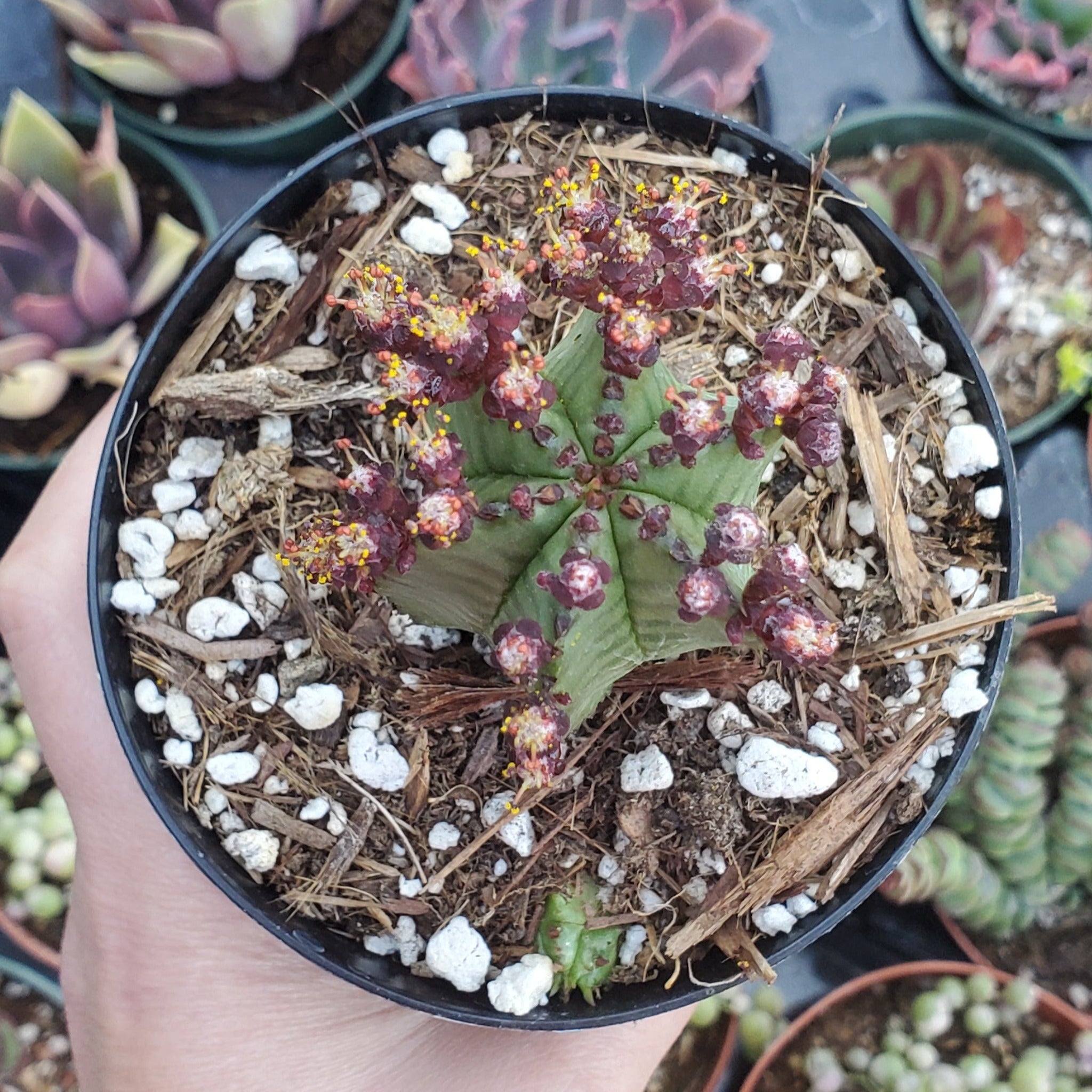 zipper succulent Euphorbia anoplia 'Tanzanian Zipper Plant'