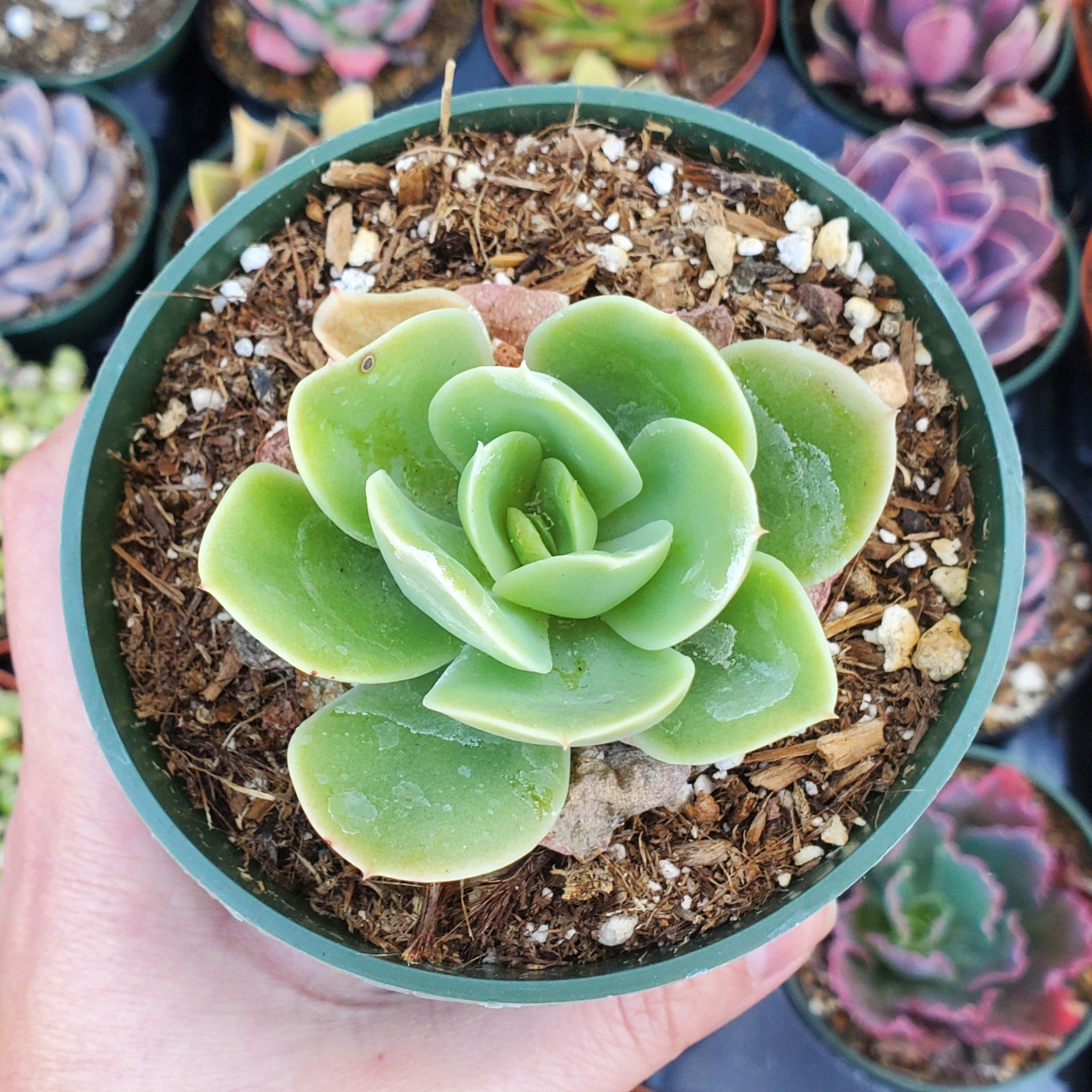 lemon lime succulent Echeveria 'Lemon Lime'