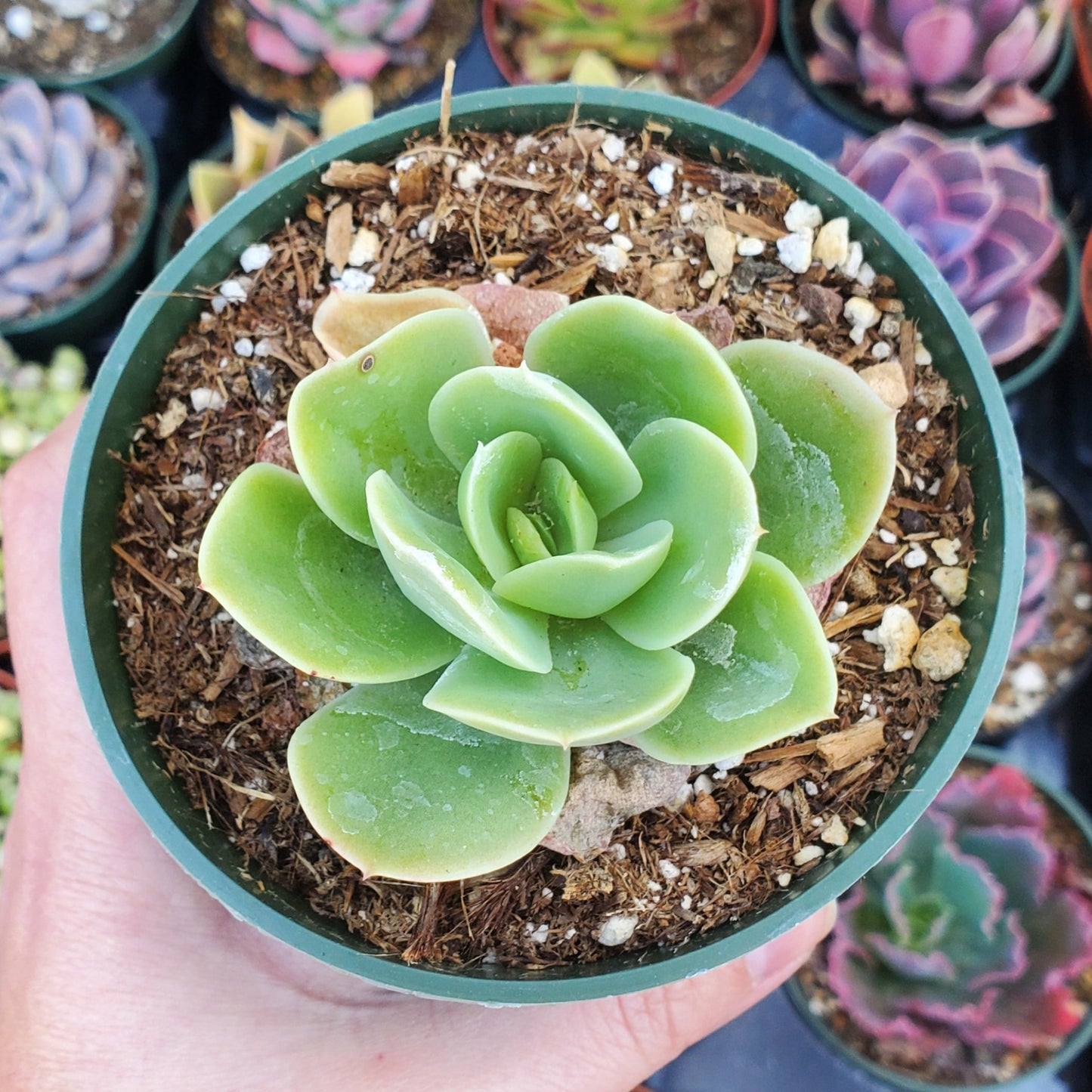 Echeveria 'Lemon Lime'