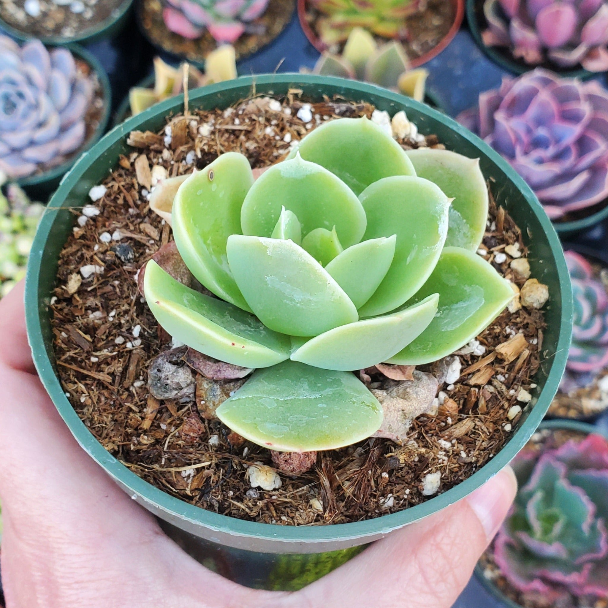 succulent that smells like lemon Echeveria 'Lemon Lime'