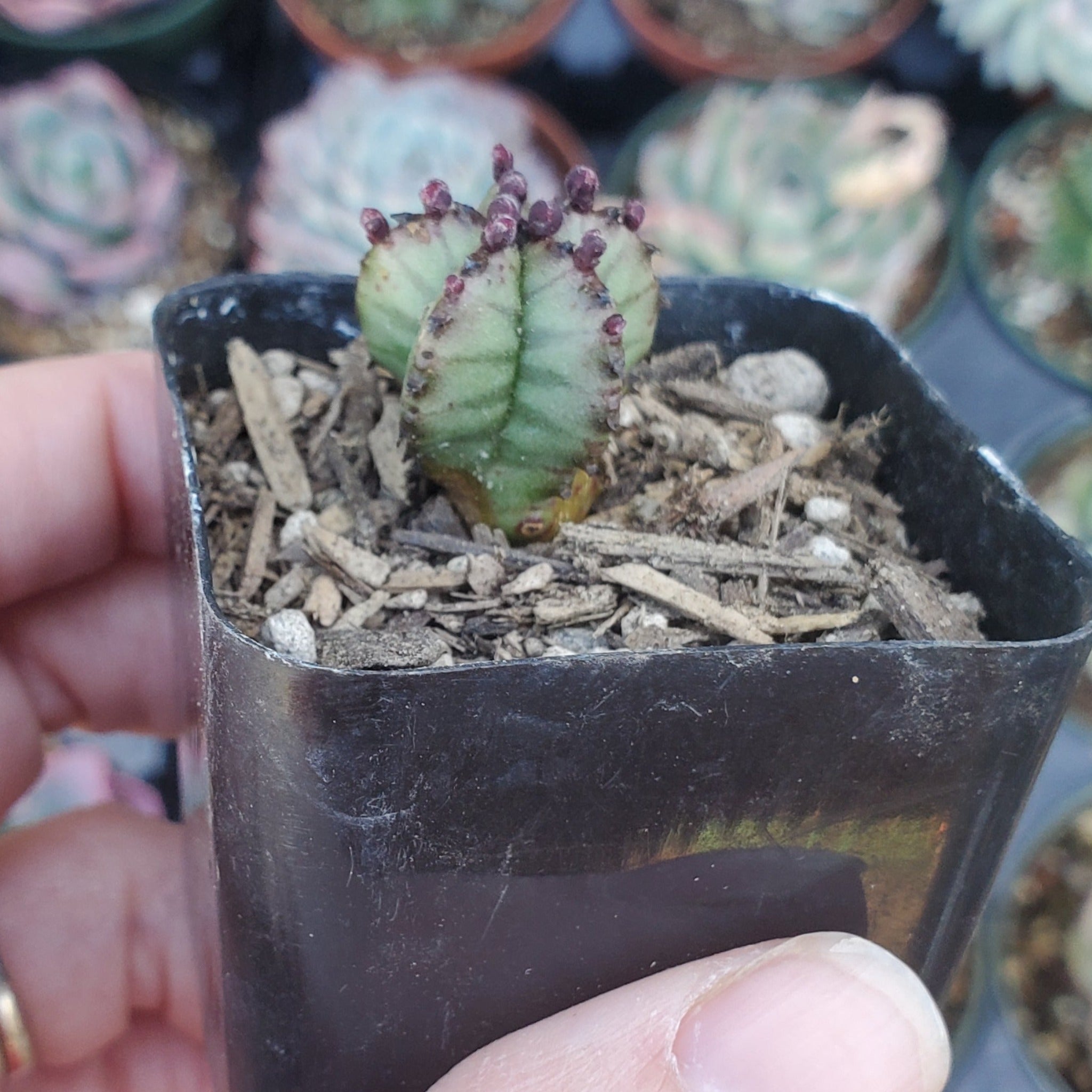 zipper plant succulent Euphorbia anoplia 'Tanzanian Zipper Plant'