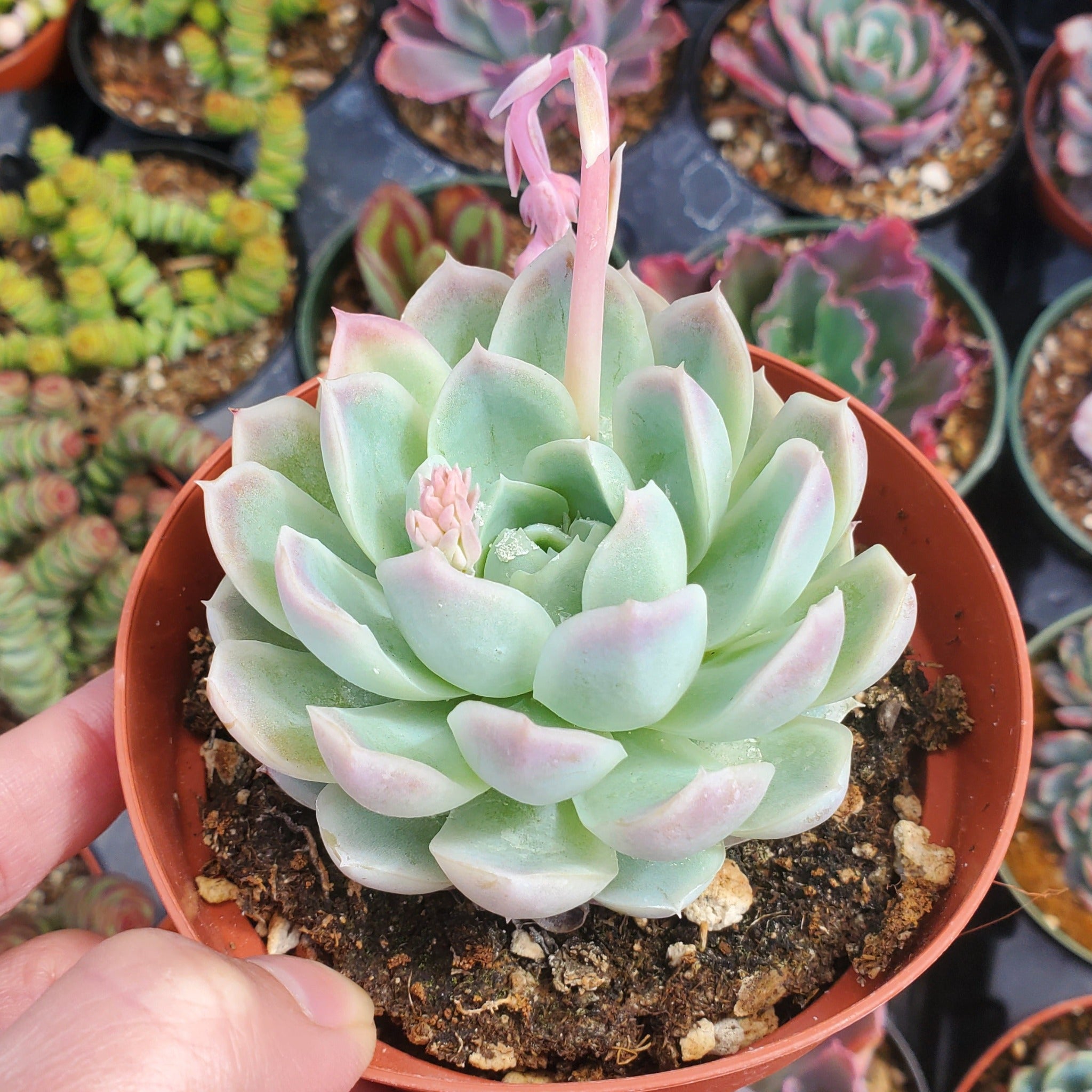 snowball succulent Echeveria elegans 'Mexican Snowball'